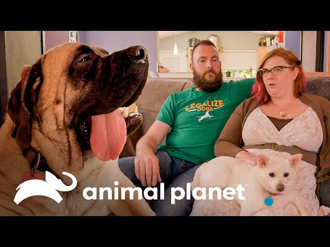 Los dueños de dos perritas tienen muy poco espacio en su casa | Guaridas con estilo | Animal Planet