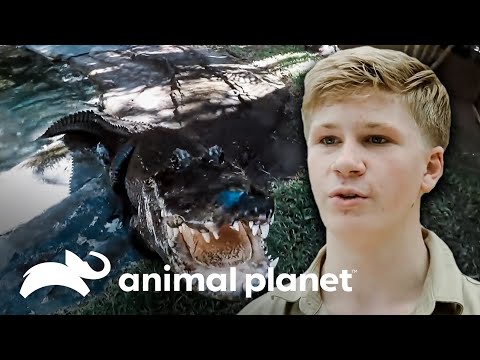 La valentía de Robert frente a peligrosos reptiles | Los Irwin | Animal Planet