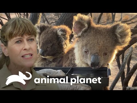 Koalas evacuados de un incendio reciben ayuda | Los Irwin | Animal Planet