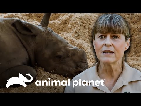 Los partos más emocionantes en el Zoológico de Australia | Los Irwin | Animal Planet