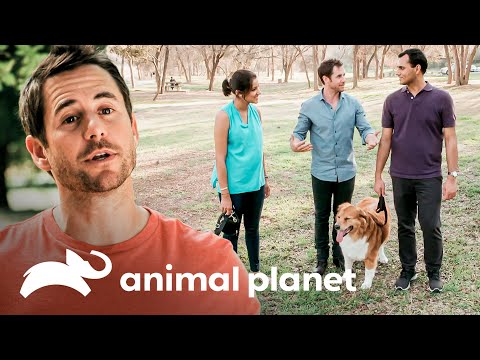 Aprende a caminar correctamente con tu perro | Kilos de Mascotas | Animal Planet
