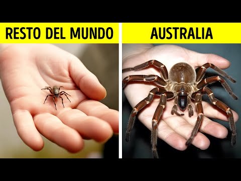 ¿Por qué son tan grandes los insectos en Australia?