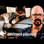 Una gata ataca siempre a un niño. ¿Por qué será? | Mi gato endemoniado | Animal Planet
