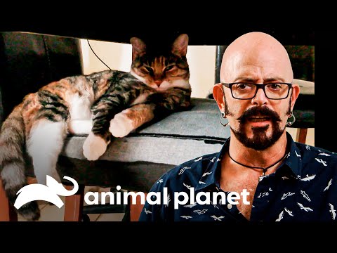 Una gata ataca siempre a un niño. ¿Por qué será? | Mi gato endemoniado | Animal Planet