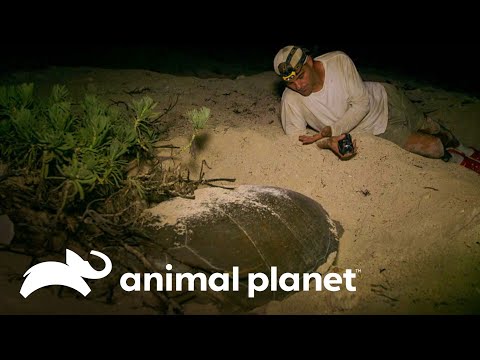 Una tortuga gigante, milenaria y en peligro de extinción | Wild Frank en México | Animal Planet