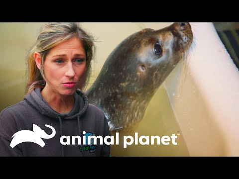 El emocionante viaje de rehabilitación de adorables focas | El Dodo: En busca de héroes