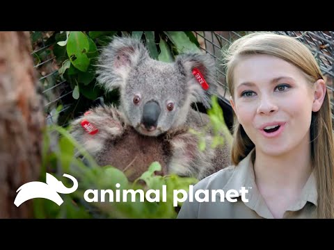 Los Irwin caen rendidos ante los tiernos Koalas | Los Irwin | Animal Planet