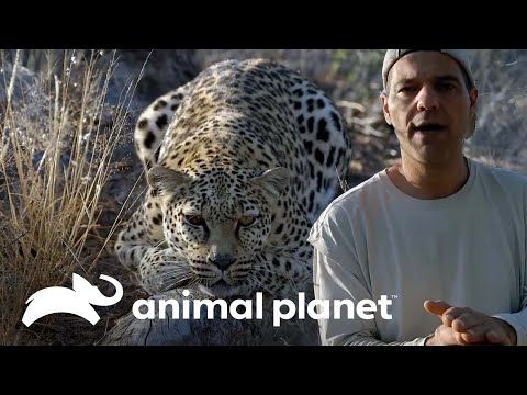 Tres peligrosos felinos que enamoraron a Frank | Wild Frank  Animal Planet