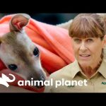 Canguro contagiado de clostridia  | Los Irwin  | Animal Planet