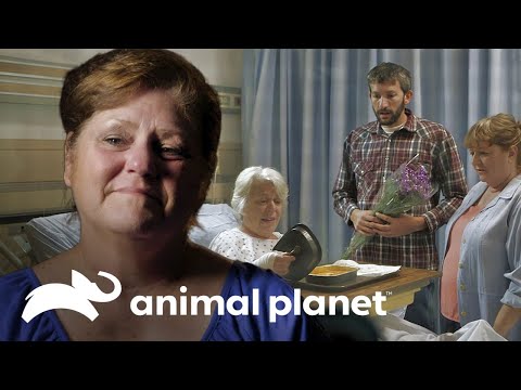 Anciana sobrevive a cirugías por extraña infección | Parásitos Asesinos | Animal Planet
