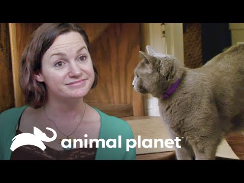 Gatos peleados logran amistarse  | Mi gato endemoniado | Animal Planet