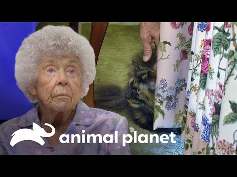 Gata salvaje cambia su comportamiento | Mi gato endemoniado | Animal Planet