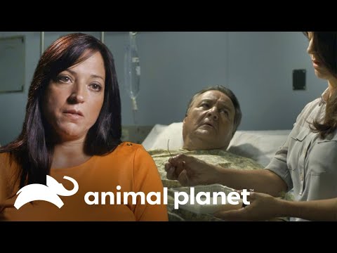 Se traga una cerda de metal  | Parásitos Asesinos | Animal Planet