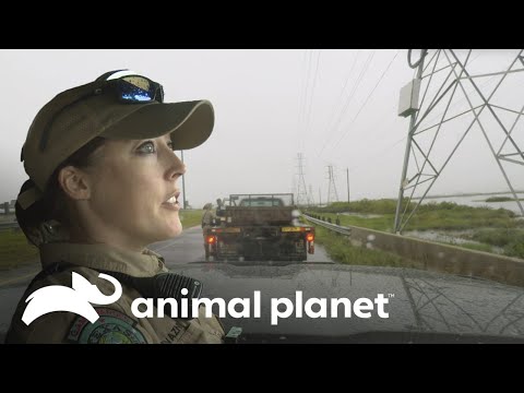 Camioneta queda varada en plena carretera | Guardianes de Texas | Animal Planet