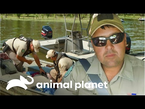 Joven sufre un ataque en medio del lago | Guardianes de Texas | Animal Planet