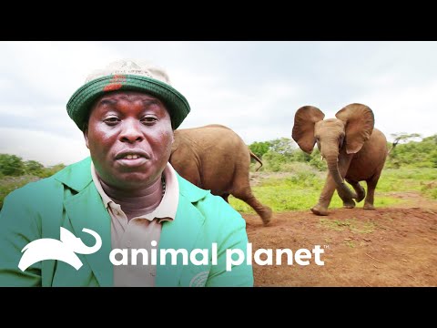 Una mirada íntima a la increíble labor de la guardería de elefantes | El Dodo: En busca de héroes