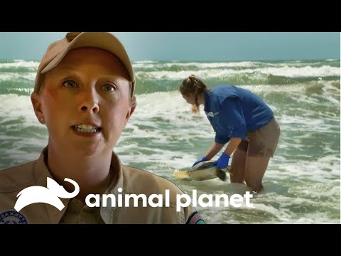 Liberan  a las tortugas marinas | Guardianes de Texas | Animal Planet