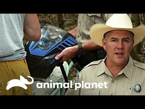 El casco salvó la vida de este niño | Guardianes de Texas | Animal Planet