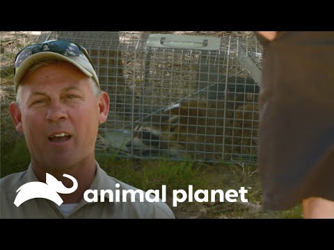 Desaparecen las gallinas de un granjero | Guardianes de Texas | Animal Planet