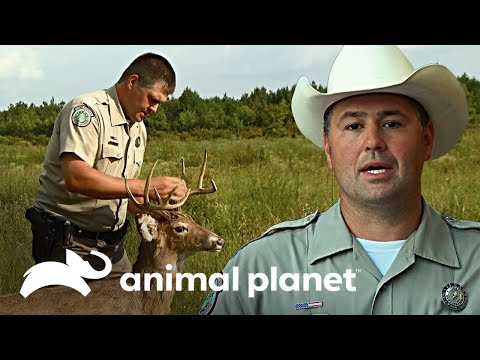 Atrapando a los cazadores de venados | Guardianes de Texas | Animal Planet