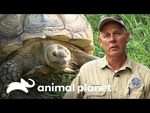 Una tortuga gigante de casi 40 kg es rescatada | Guardianes de Texas | Animal Planet