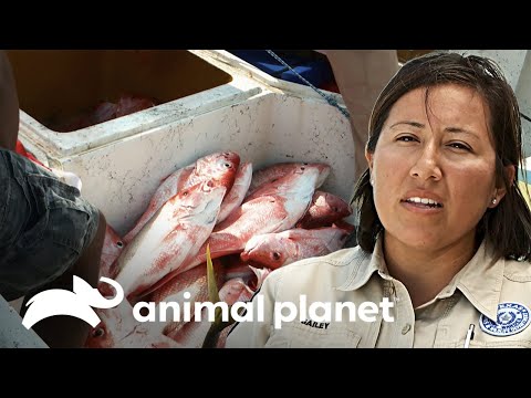 Pescaron el doble de lo permitido por ley | Guardianes de Texas | Animal Planet Latinoamérica