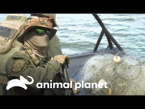 Desarticulan red de pesca ilegal  | Guardianes de Texas | Animal Planet