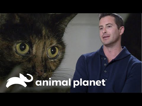 Gato vomita por toda la casa | Mi gato endemoniado | Animal Planet