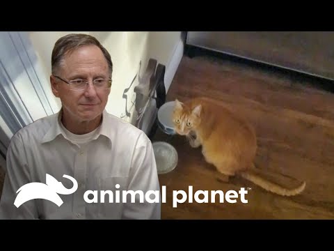 Gato orina por toda la casa | Mi gato endemoniado | Animal Planet