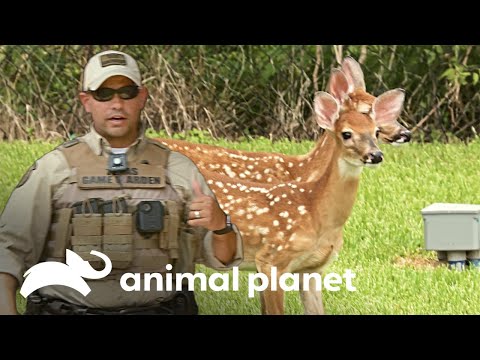 Hombre tiene en su poder a dos cervatillos ilegalmente | Guardianes de Texas | Animal Planet
