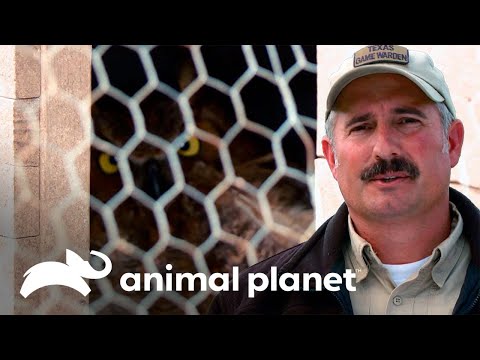 Un buho herido causa revuelo | Guardianes de Texas | Animal Planet