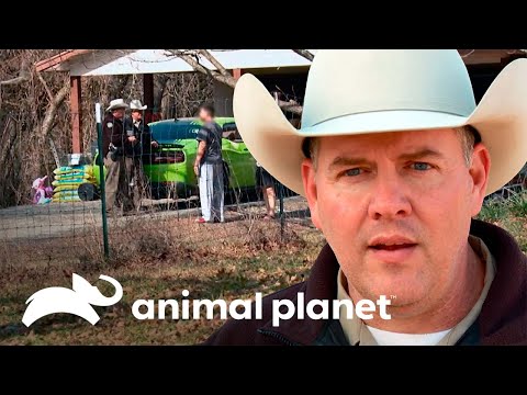 Un hombre caza un venado de manera ilegal | Guardianes de Texas | Animal Planet