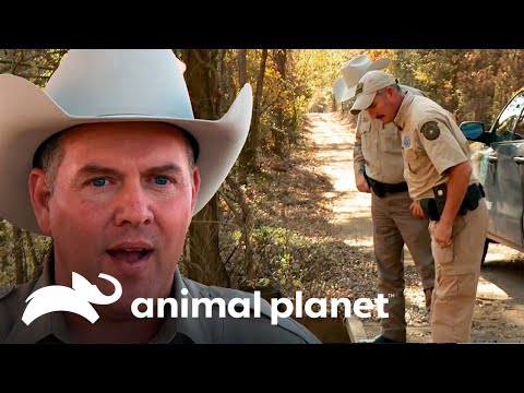 Los guardianes indagan por el asesinato de unos venados | Guardianes de Texas | Animal Planet