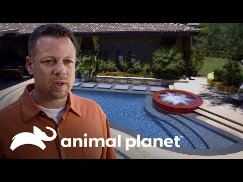 Cada piscina es una obra de ingeniería increíble | Piscinas Soñadas  | Animal Planet Latinoamérica