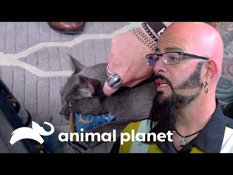 Gibert aprende a manejar su ira | Mi gato endemoniado | Animal Planet