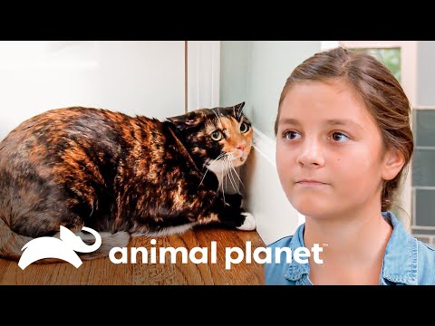 Los traumas de una gata que sobrevivió a un incendio | Mi gato endemoniado | Animal Planet