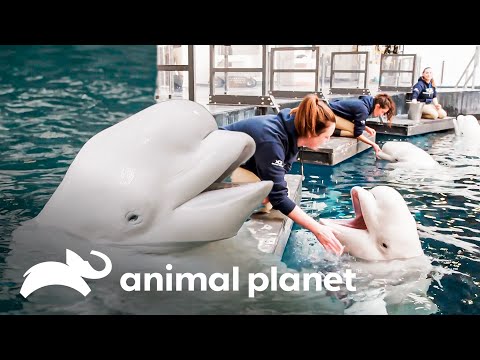 Las adorables belugas se dejan acariciar por sus cuidadoras | El Acuario | Animal Planet