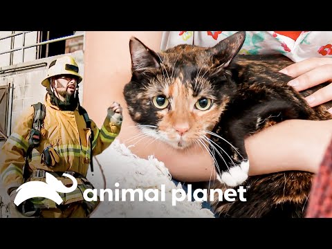 Jackson experimentó lo vivido por Mía en medio de un incendio | Mi gato endemoniado | Animal Planet
