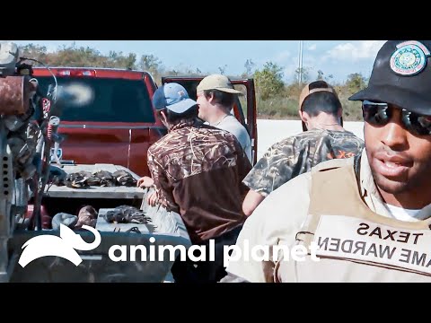 La cacería de patos obliga a controlar a los cazadores | Guardianes de Texas  | Discovery
