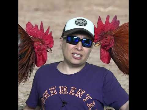 Atrapan a gringo trácala en el AICM, revelación de género con gallos y carambola en camino