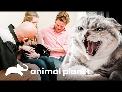 Jackson desentraña los motivos detrás de la agresividad de Chloe| Mi gato endemoniado| Animal Planet