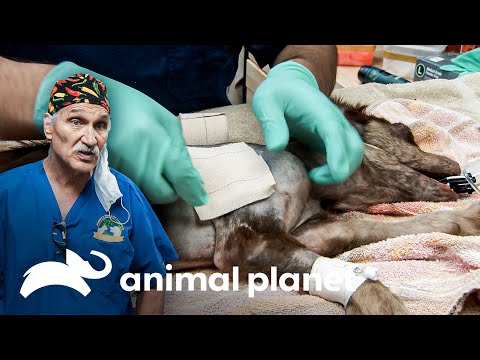 Especialistas buscan salvar la vida de un can herido | Dr. Jeff, Veterinario | Animal Planet