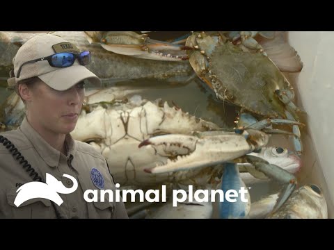 Guardia intercepta pescadores sin licencia | Guardianes de Texas | Animal Planet