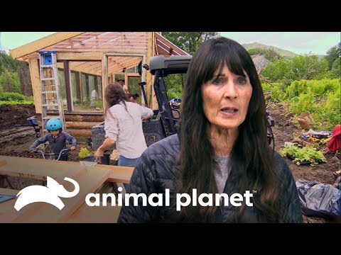 Los últimos detalles al invernadero| Vidas Remotas: La Granja Raney | Animal Planet