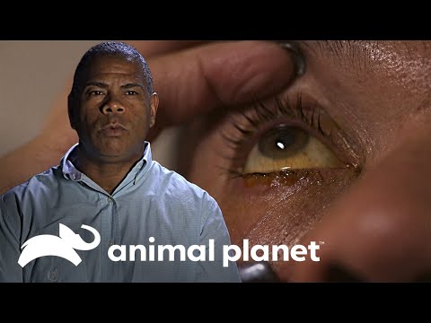 Conforme pasan los días los síntomas empeoran | Parásitos Asesinos | Animal Planet Latinoamérica
