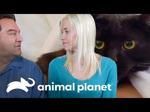 Un matrimonio en peligro porque Dylan no lo deja dormir | Mi gato endemoniado | Animal Planet