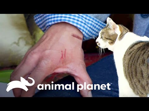 Falsa alarma: Héctor aún no gana la confianza de Buddha  | Mi gato endemoniado | Animal Planet
