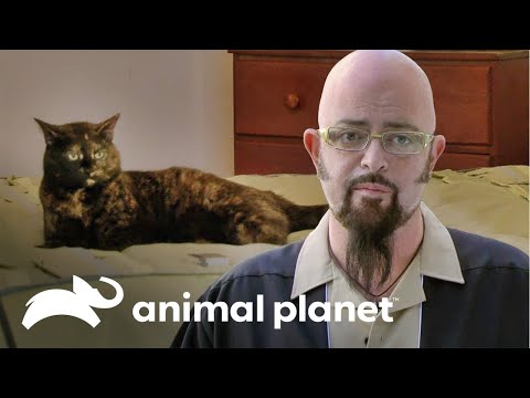 Familia preocupada por la conducta de sus gatos | Mi gato endemoniado | Animal Planet