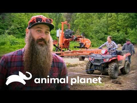 Enseña a su esposa a cortar madera con un aserradero de 1500 kilos| Vidas Remotas: La Granja Raney