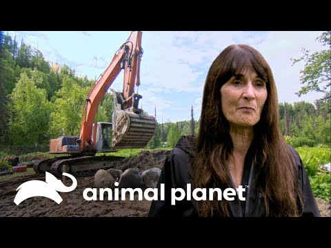 La construcción de un gran invernadero | Vidas Remotas: La Granja Raney | Animal Planet